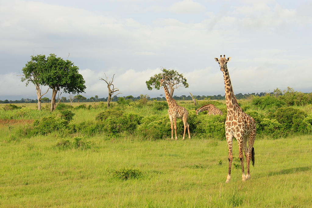 safari